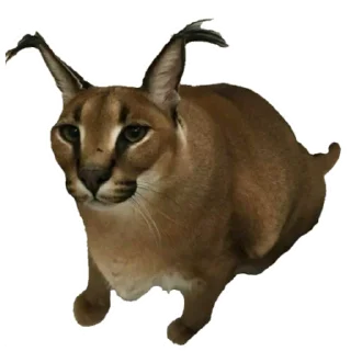 Sticker from Floppa