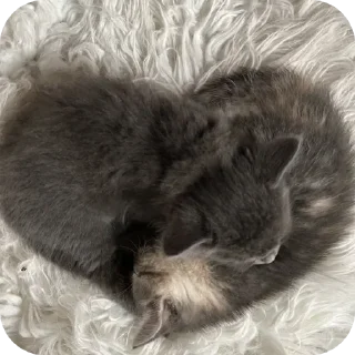 Sticker from Миядзаки кото-лапки 1
