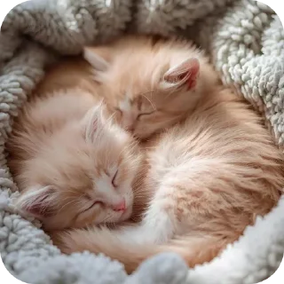 Sticker from Миядзаки кото-лапки 1
