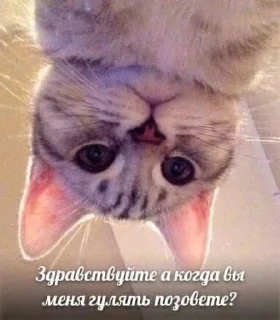 Sticker from Саня няшка<3