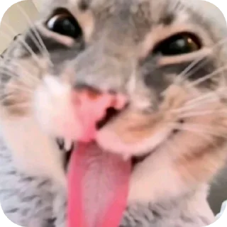Sticker from Silly Kitty @SoyBite