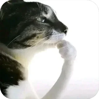 🐱 emoji Лучшее Telegram sticker 20 of 120