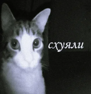 Sticker from Стикеры долбаёба