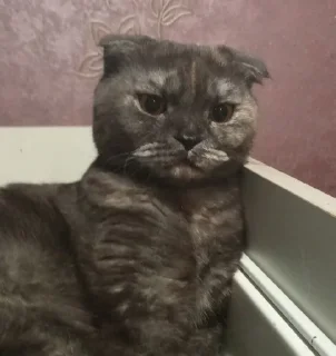 😐 emoji Бося и Буся Telegram sticker 7 of 16