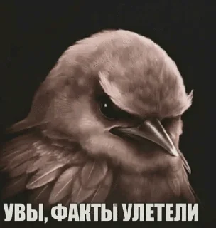 Sticker from Птицы Вряд-ли @Belguga332