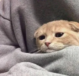 😔 emoji 4mylvdi Telegram sticker 23 of 44