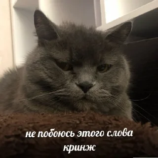 😬 emoji КОТЯ Telegram sticker 24 of 39