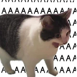 😳 emoji КОТЯ Telegram sticker 6 of 39
