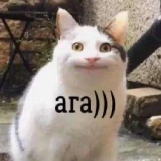 😄 emoji КОТЯ Telegram sticker 13 of 39