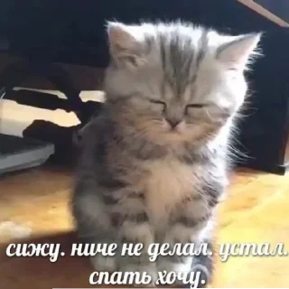 😴 emoji КОТЯ Telegram sticker 14 of 39