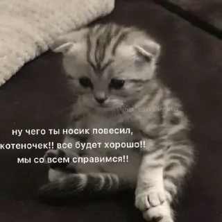😘 emoji КОТЯ Telegram sticker 18 of 39