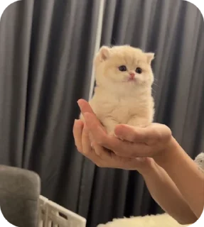 Sticker from котики для котика