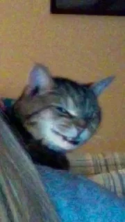 Sticker from коты флока.