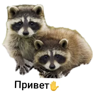 🐦 emoji Животные Telegram sticker 23 of 86