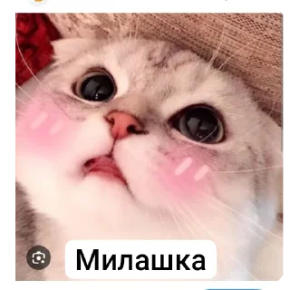 🤲 emoji Животные Telegram sticker 14 of 86