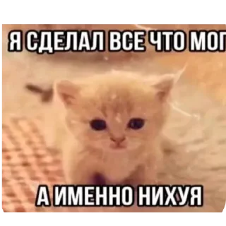 🐱 emoji животные Telegram sticker 8 of 10