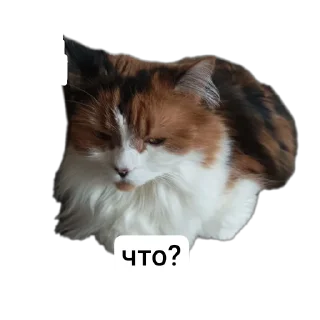 🐱 emoji Животные Telegram sticker 5 of 86