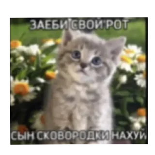 🐱 emoji животные Telegram sticker 7 of 10