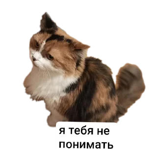 🐱 emoji Животные Telegram sticker 8 of 86