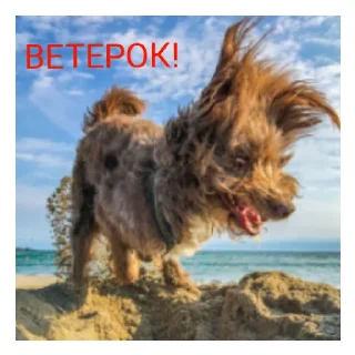 😄 emoji Животные Telegram sticker 7 of 7