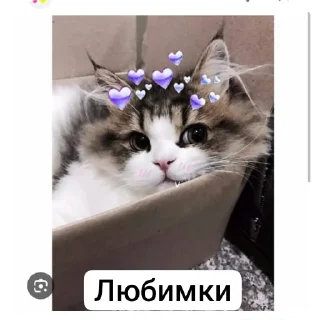 🐱 emoji Животные Telegram sticker 15 of 86
