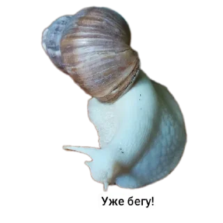 🐚 emoji Животные Telegram sticker 6 of 86