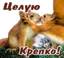 😘 emoji животные Telegram sticker 14 of 58