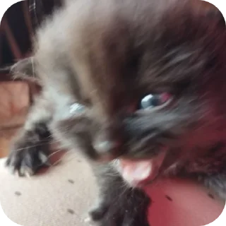 🐱 emoji животные Telegram sticker 10 of 10