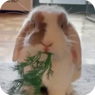 🐰 emoji животные Telegram sticker 5 of 10
