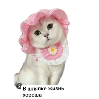 🐱 emoji Животные Telegram sticker 11 of 86
