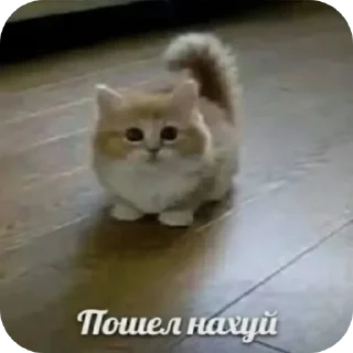 🐱 emoji животные Telegram sticker 6 of 10