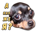 Sticker from животные
