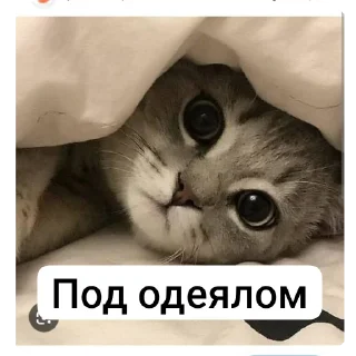 🖼 emoji Животные Telegram sticker 13 of 86