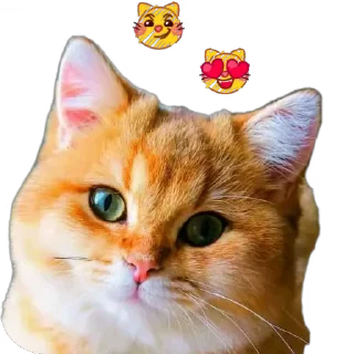 🐱 emoji Животные Telegram sticker 20 of 86