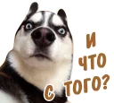 😒 emoji животные Telegram sticker 5 of 58