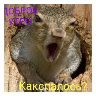 😄 emoji Животные Telegram sticker 6 of 7