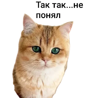 🐱 emoji Животные Telegram sticker 22 of 86