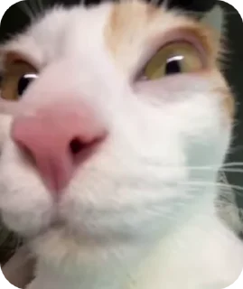 Sticker from ПОДПИШИСЬ НА @TRIXXOFFC КОТИКИ