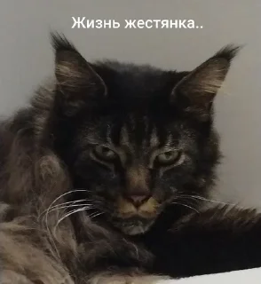 Sticker from Малфуша и Мишаня