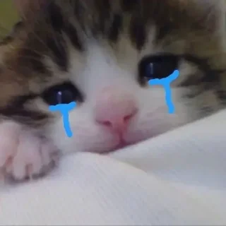 😭 emoji catss 💗 Telegram sticker 13 of 25