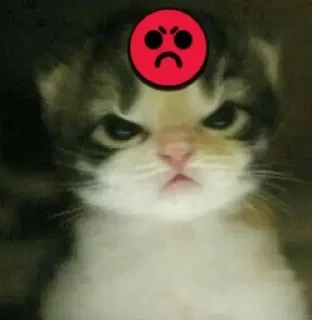 🤬 emoji catss 💗 Telegram sticker 12 of 25