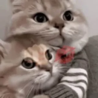 Sticker from Cats pack