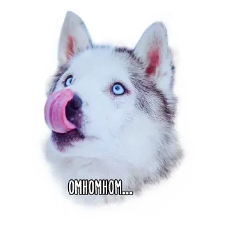 🤨 emoji Dogs @stickersb2b Telegram sticker 16 of 18