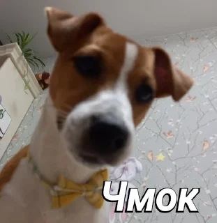 💋 emoji Пушок ван лав Telegram sticker 10 of 60