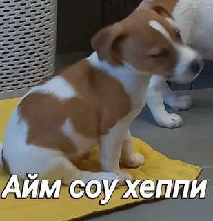 😃 emoji Пушок ван лав Telegram sticker 22 of 60