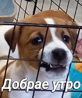 😘 emoji Пушок ван лав Telegram sticker 19 of 60
