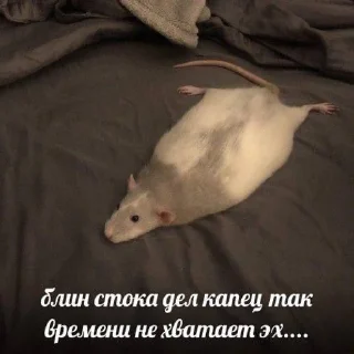 Sticker from чикипук🐀