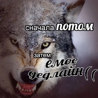 Sticker from чикипук🐀