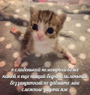 Sticker from котики рофлики