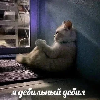 Sticker from котики рофлики